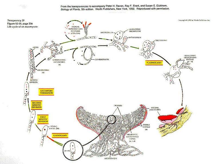 ciclo evolutivo de los ascomicetos